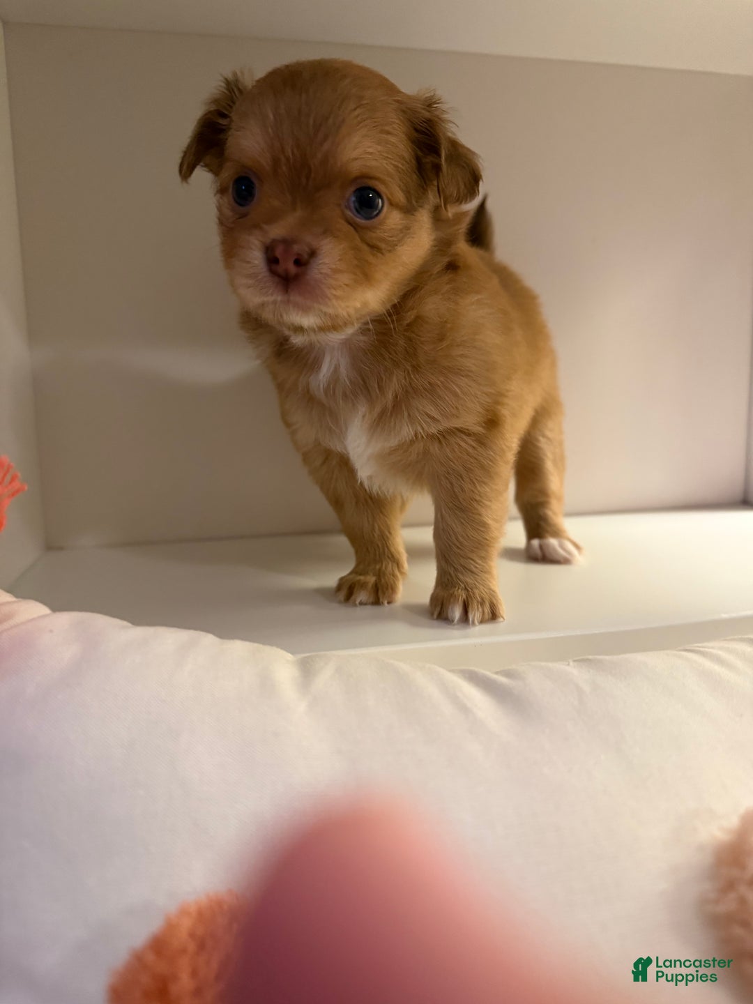 Chihuahua dogs for sale: Chihuahua Puppy  - Ad 7