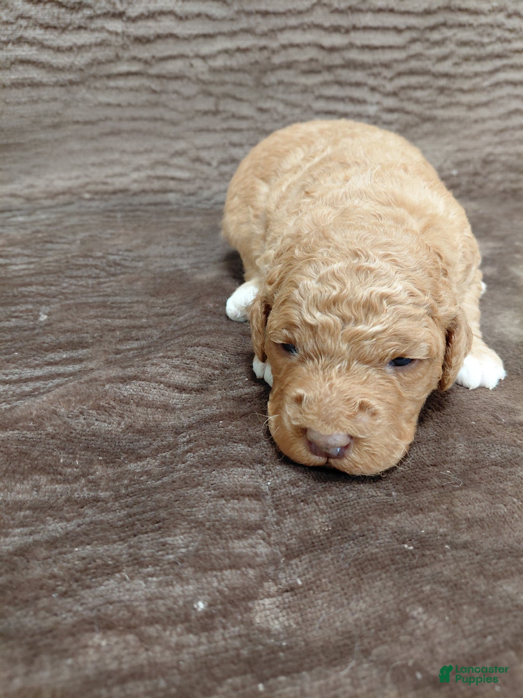 Mini Bernedoodle dogs for sale: Alex - Ad 2