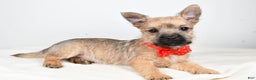 Cairn Terrier dogs for sale: Tristan - Ad 2