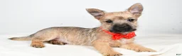 Cairn Terrier dogs for sale: Tristan - Ad 1