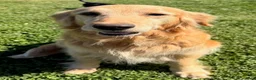 Golden Retriever dogs for sale: Golden Retriever Puppy 2 - Ad 6