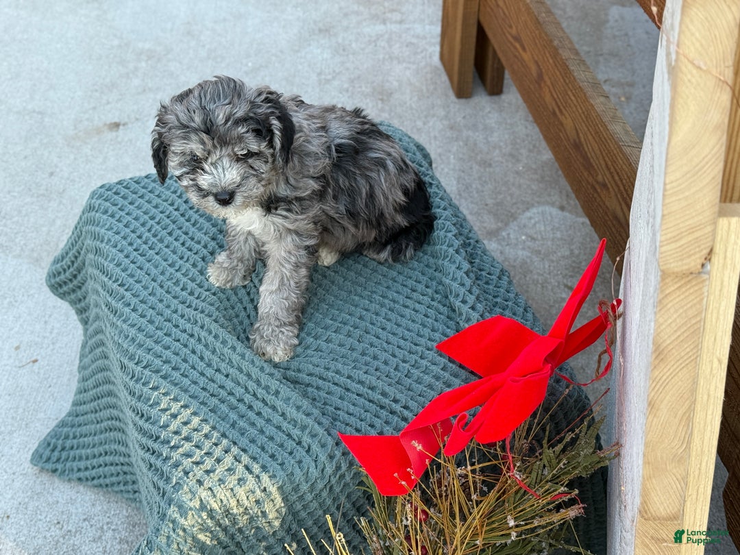 Bichpoo dogs for sale: Ashlee - Ad 10