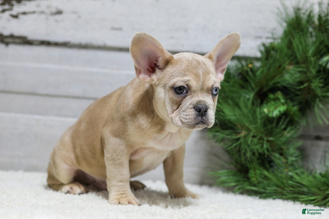French Bulldog dogs for sale: Chase - Ad 3