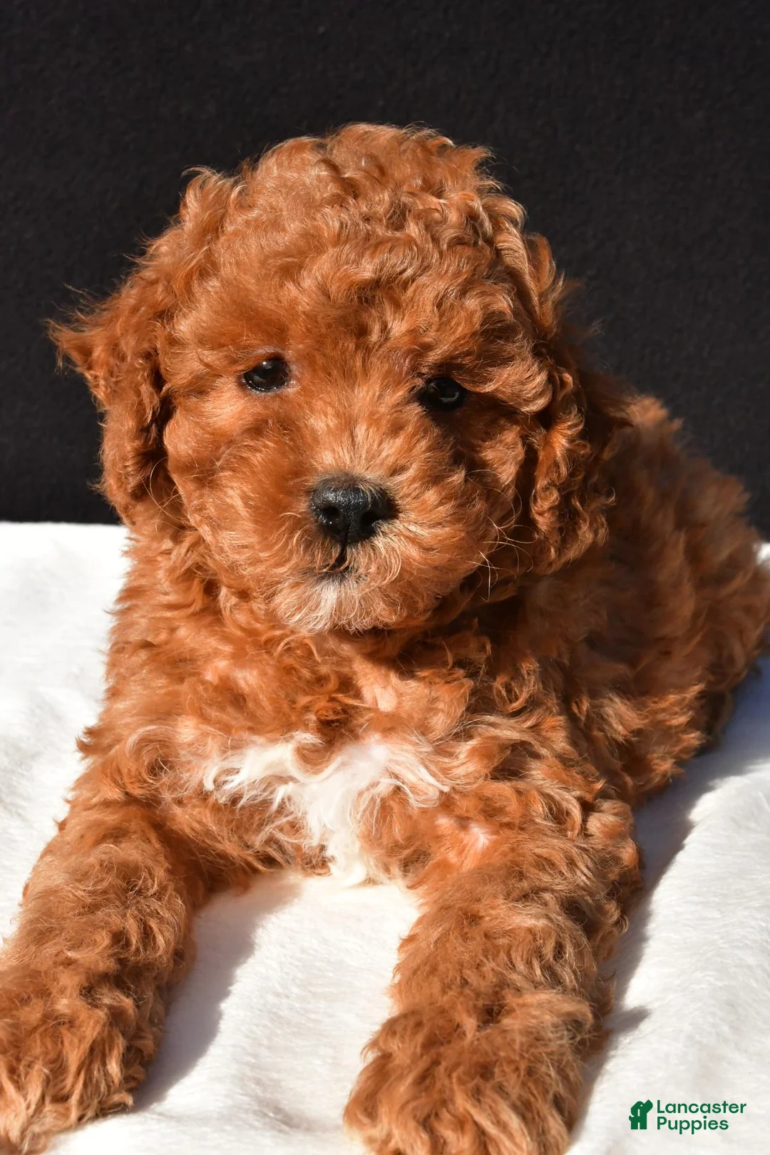 Toy Poodle dogs for sale: Sammy - Ad 9