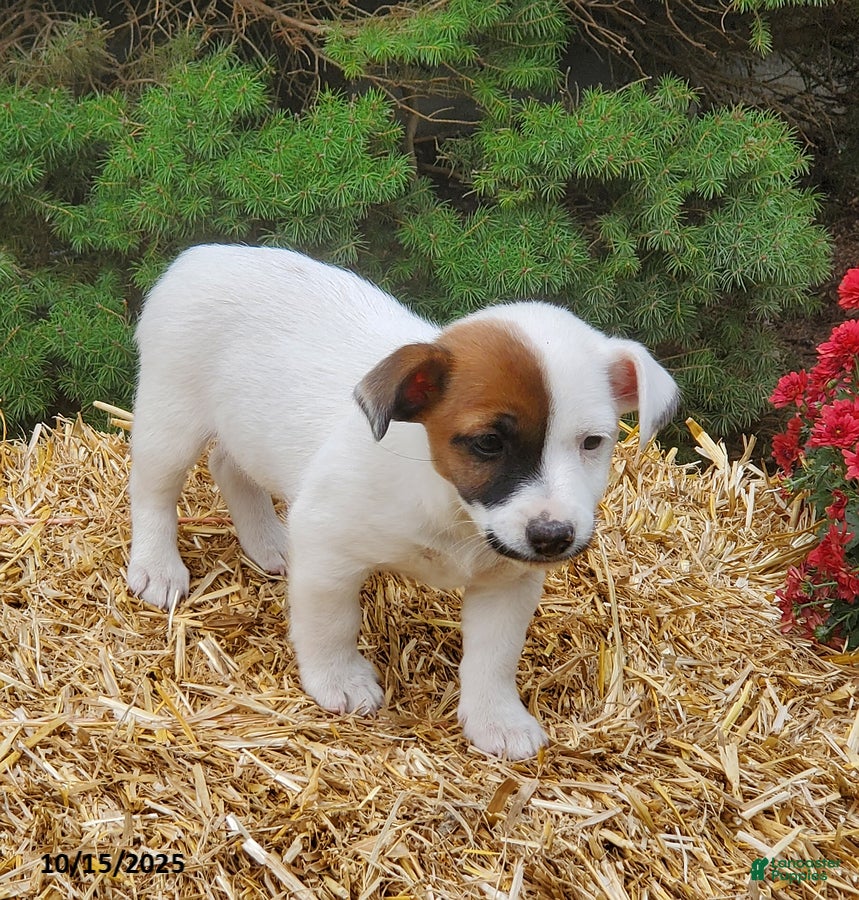 Jack Russell Terrier Puppies for sale in Pennsylvania Lancaster