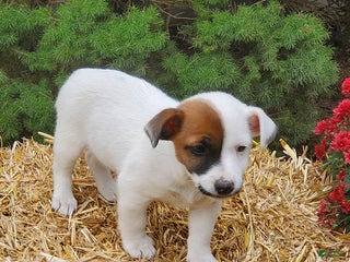 Jack Russell Terrier dogs - Ad 27