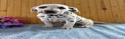 Dalmatian dogs for sale: Trinity - Ad 6
