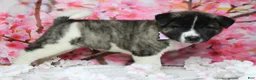 Akita dogs for sale: Jonathon  - Ad 4