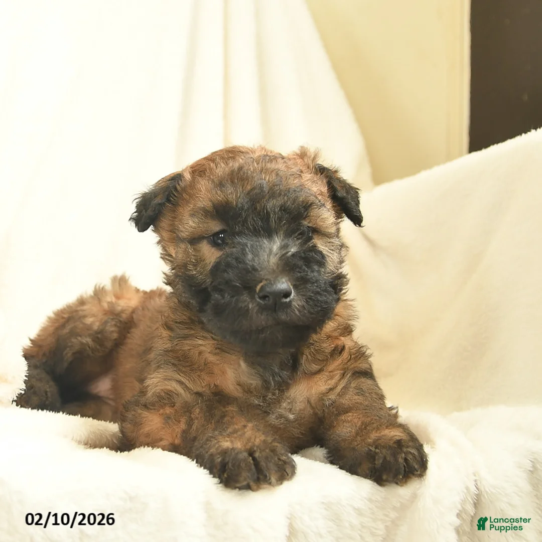Soft Coated Wheaten Terrier dogs for sale: Tessa  - Ad 5