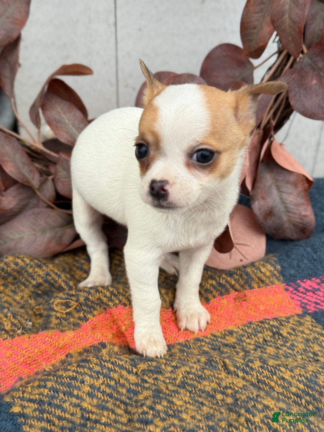 Chihuahua dogs for sale: Beany - Ad 1