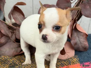 Chihuahua dogs Beany - Ad 9