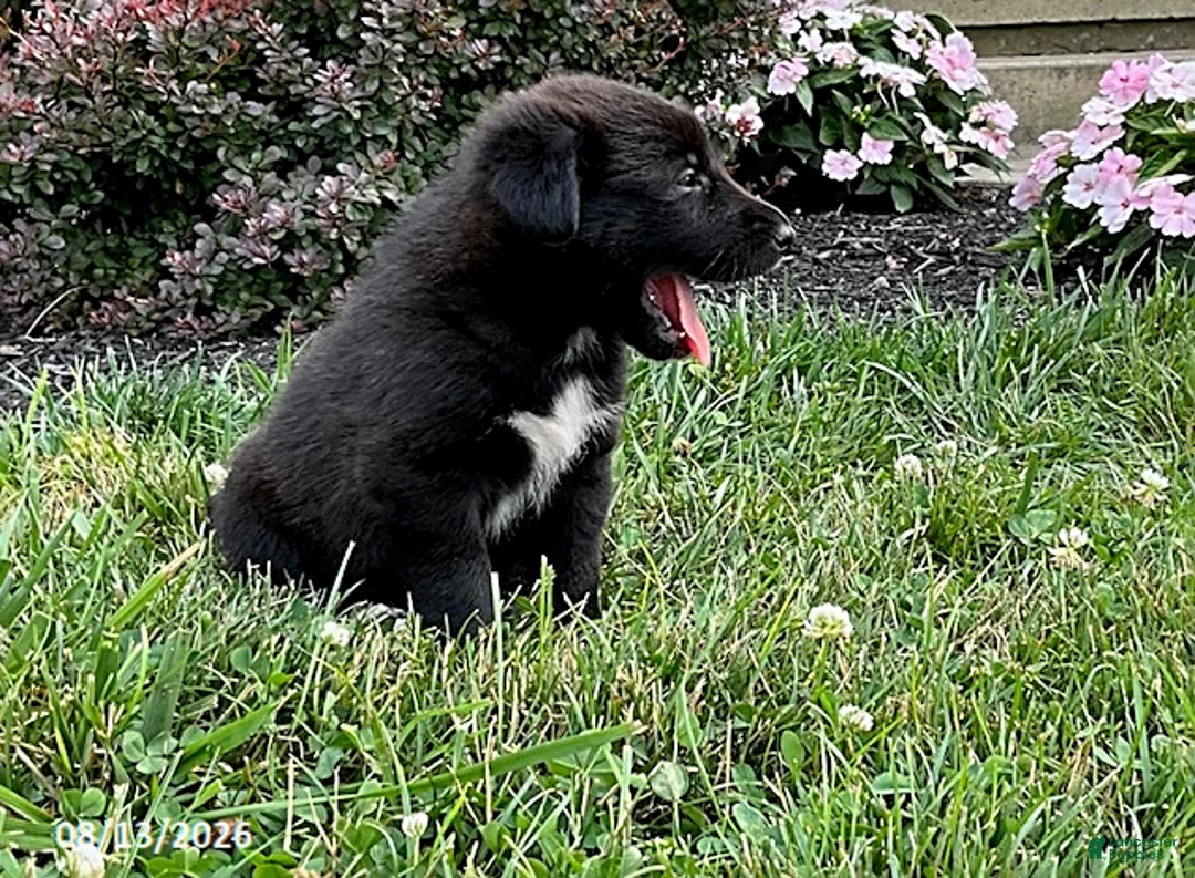 Mixed Breed dogs for sale: Kai - Ad 5