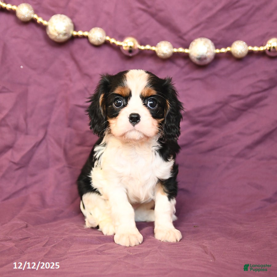 Cavalier King Charles Spaniel dogs Lilac - Ad 42