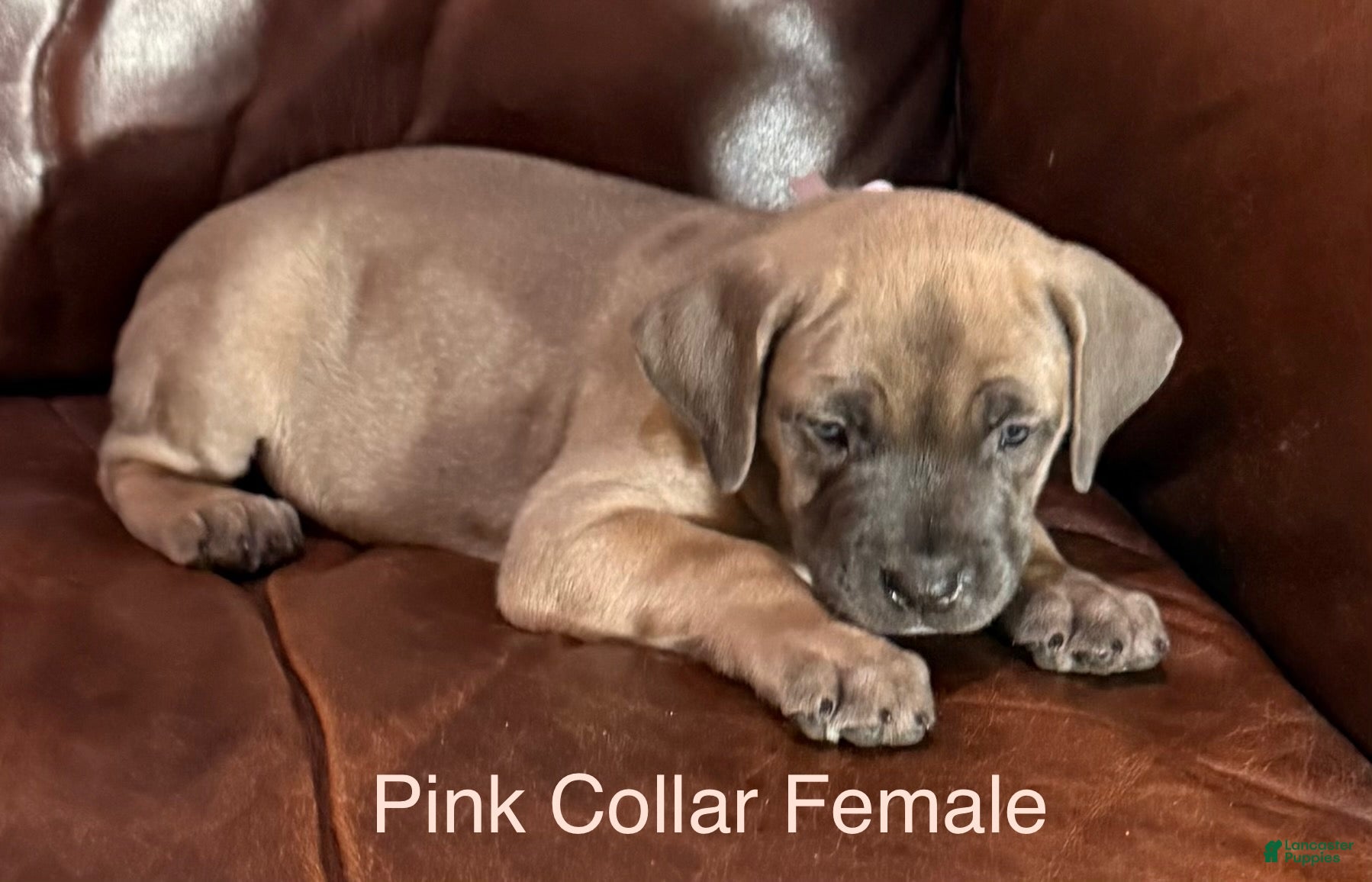 Cane Corso dogs Pink Collar  F Cane Corso Puppy  - Ad 22