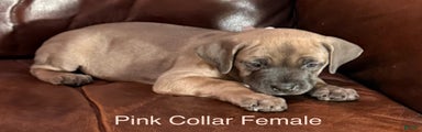 Pink Collar  F Cane Corso Puppy 