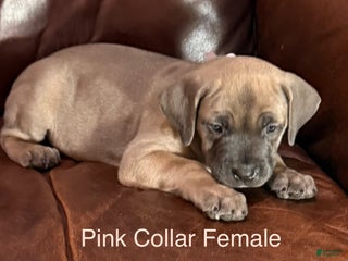 Cane Corso dogs Pink Collar F Cane Corso Puppy - Ad 29