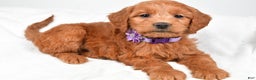 Mini Goldendoodle dogs for sale: Barb - Ad 3