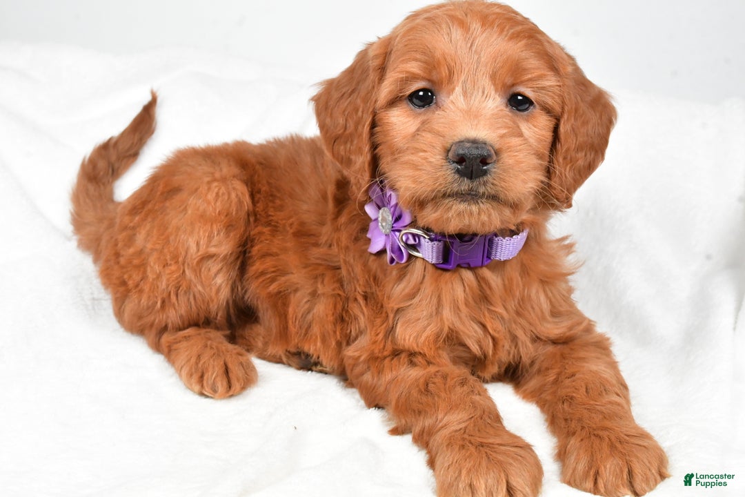 Mini Goldendoodle dogs for sale: Barb - Ad 3
