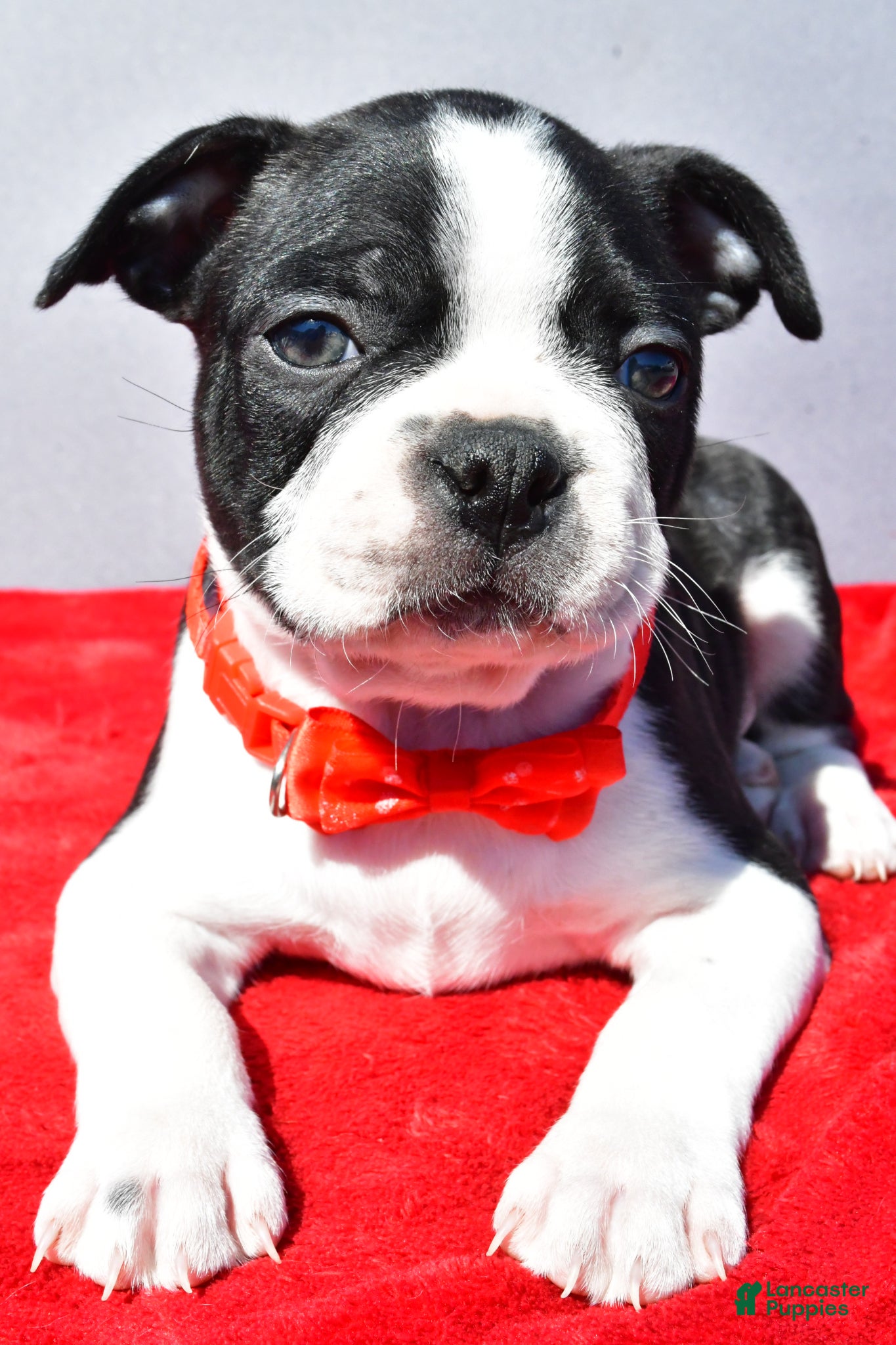 Boston Terrier dogs Tucker - Ad 2