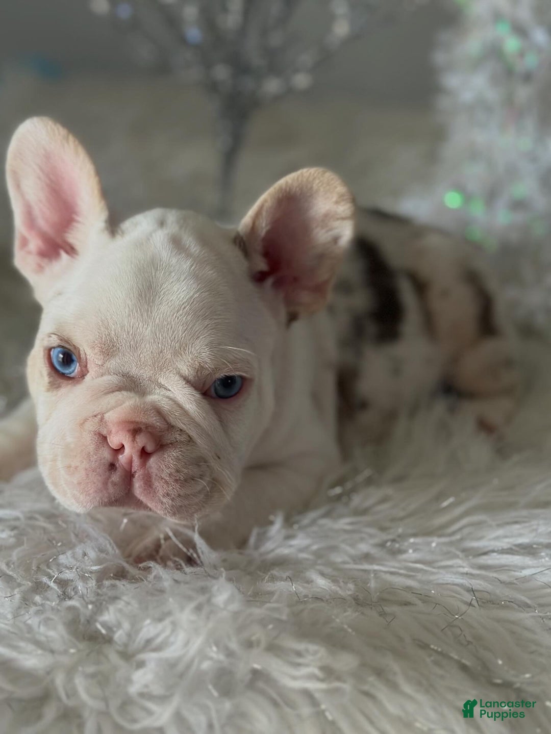 French Bulldog dogs for sale: Rojo and tan koi pink carrier  - Ad 4