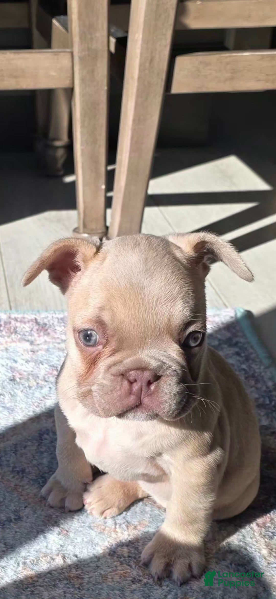 French Bulldog dogs for sale: Glamour - Ad 4