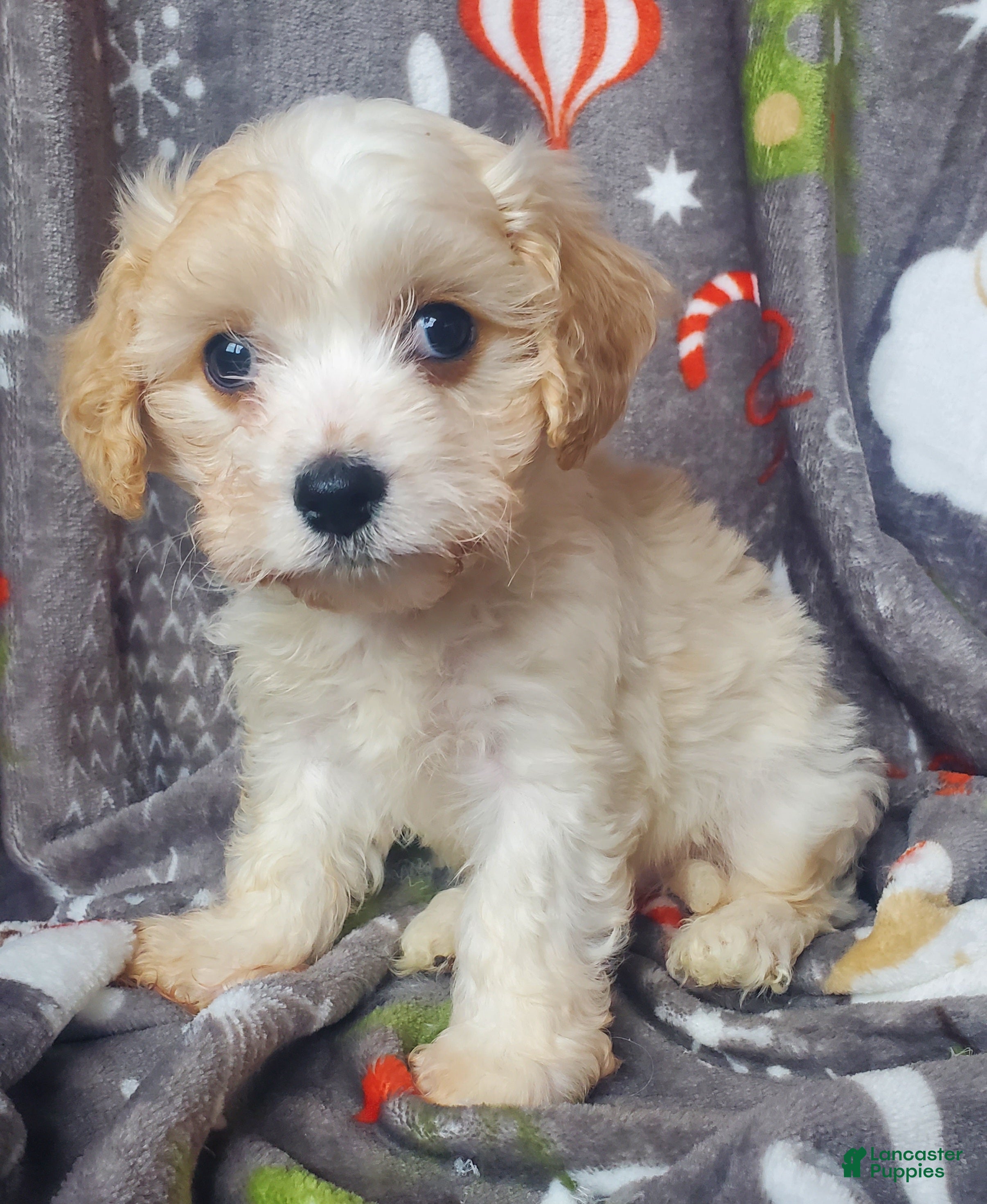 Cavachon dogs Nash - Ad 11