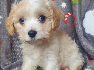 Cavachon dogs Nash - Ad 11