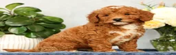 Mini Goldendoodle dogs for sale: Quinn - Ad 4