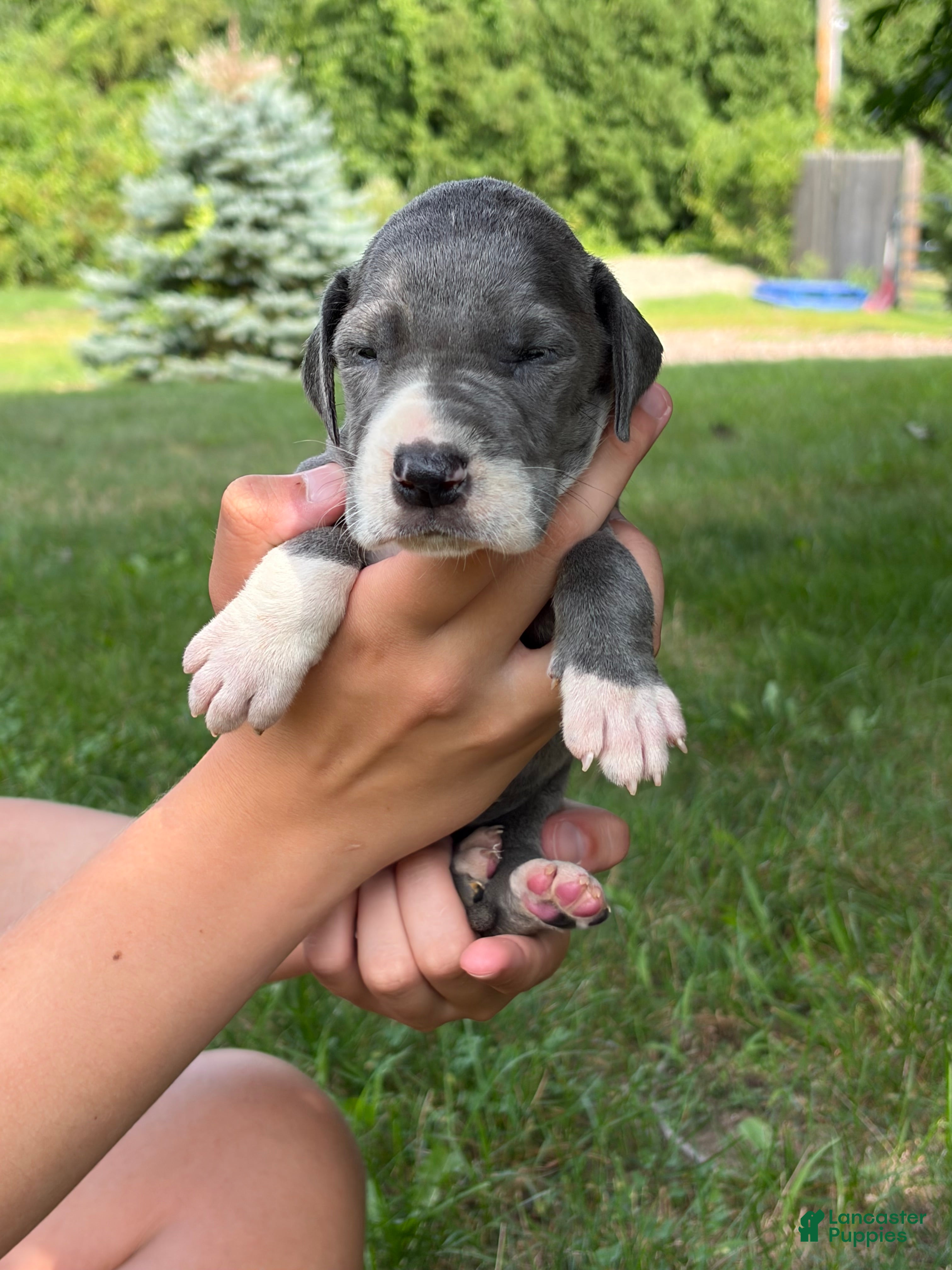 Great Dane dogs Dakota - Ad 1