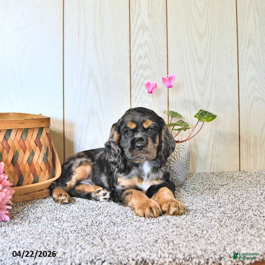 Cocker Spaniel dogs Casey - Ad 1