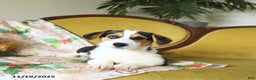 Welsh Corgi Pembroke dogs for sale: Natalie - Ad 19