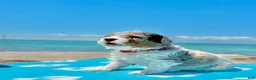 Miniature Poodle dogs for sale: Miniature Poodle Red - Ad 10