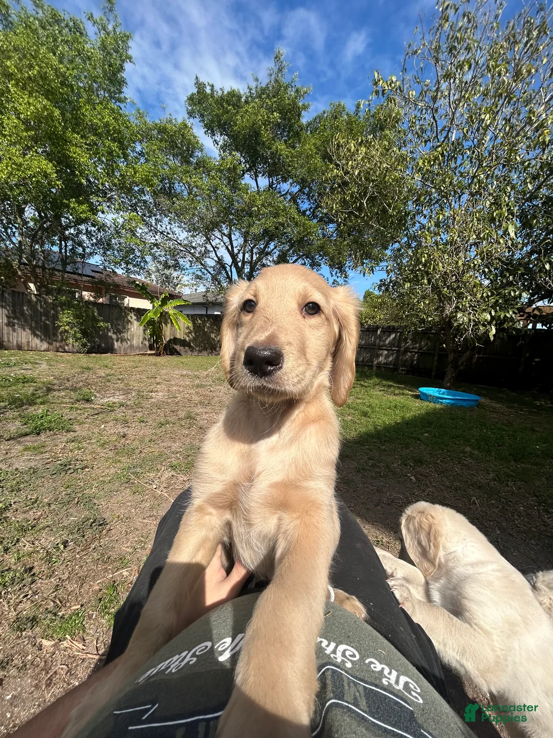 Goldendoodle dogs for sale: Milo - Ad 3