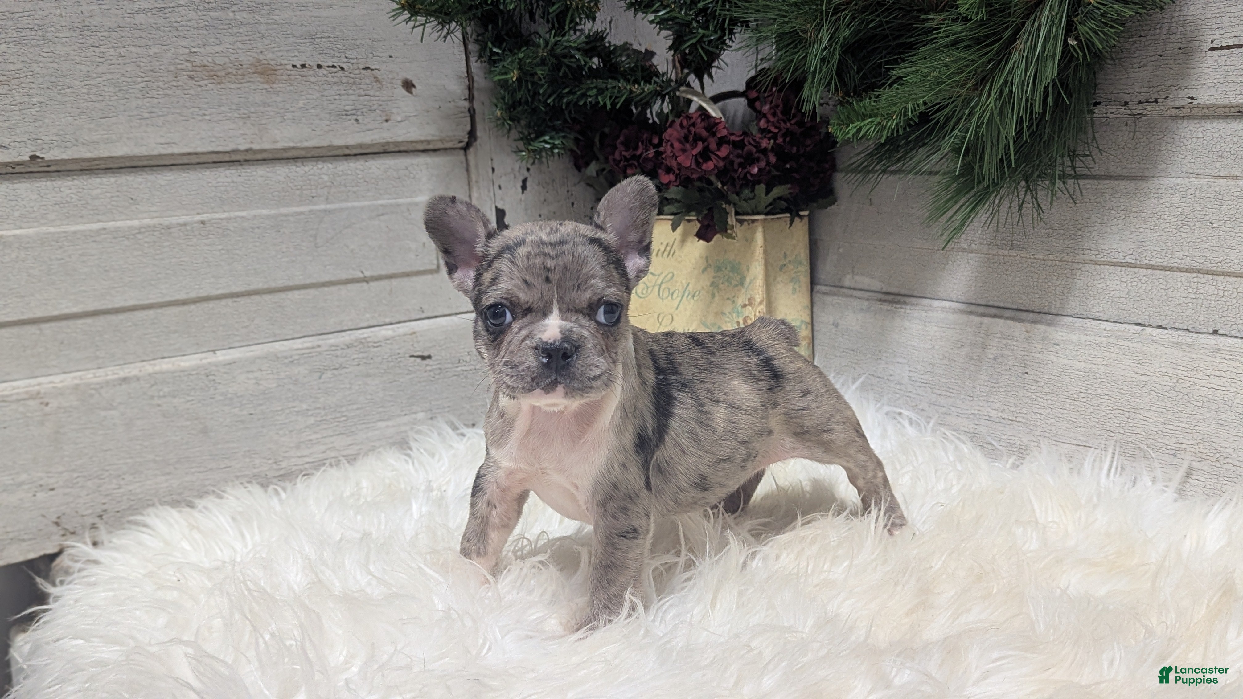 French Bulldog dogs Muffin - Ad 35