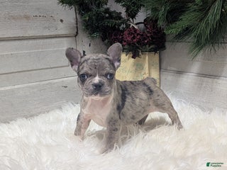 French Bulldog dogs Muffin - Ad 35