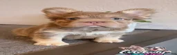 French Bulldog dogs for sale: FENDI - Isabella Tan Fluffy in Cali, USA Delivery & Financing Options! - Ad 3