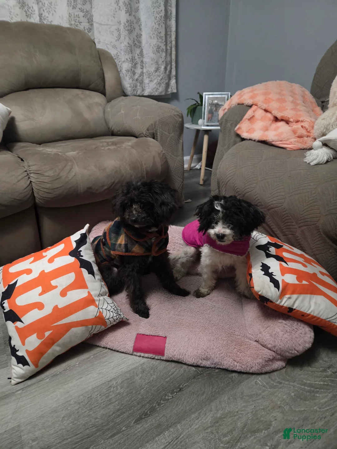 Mixed Breed dogs for sale: Mixed Breed Puppy 1 - Ad 2