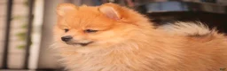 Pomeranian dogs for sale: Bingo Pomeranian  - Ad 3