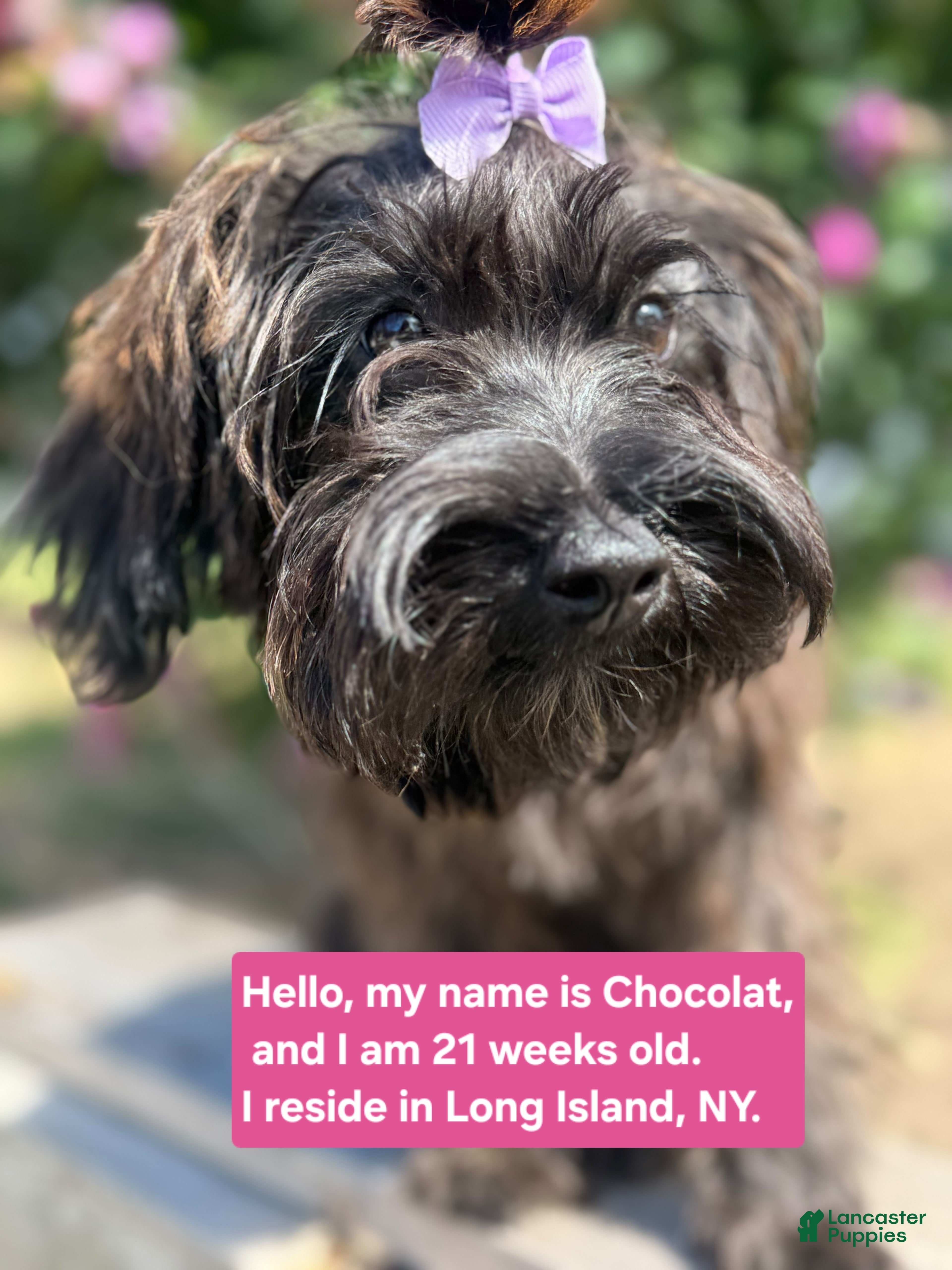Yorkiepoo dogs for sale: Yorkiepoo Female Long Island NY❤️ - Ad 1
