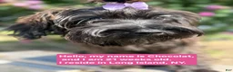 Yorkiepoo dogs for sale: Yorkiepoo Female Long Island NY❤️ - Ad 1