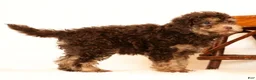 Havapoo dogs for sale: Daisy - Ad 4
