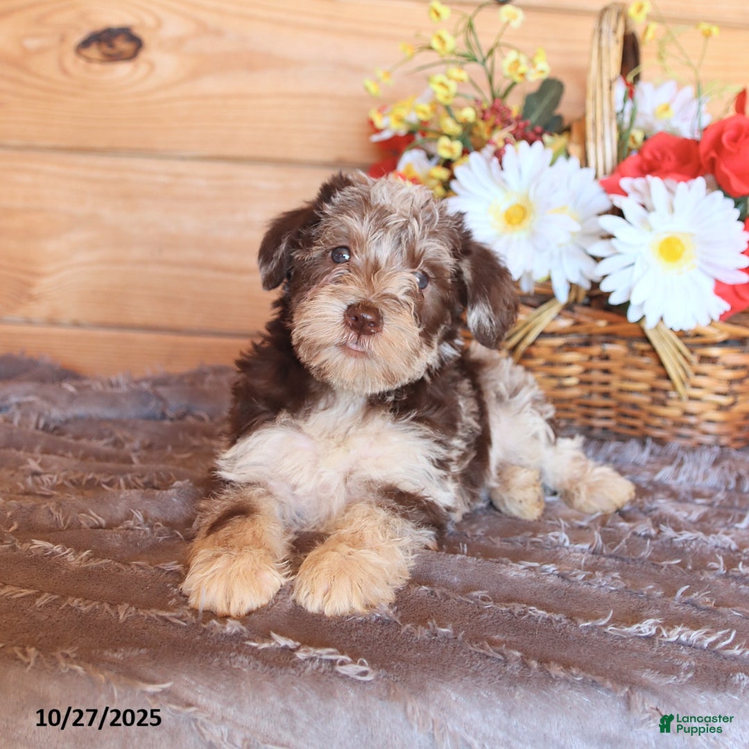 Miniature Schnauzer dogs for sale: Zoe - Ad 1