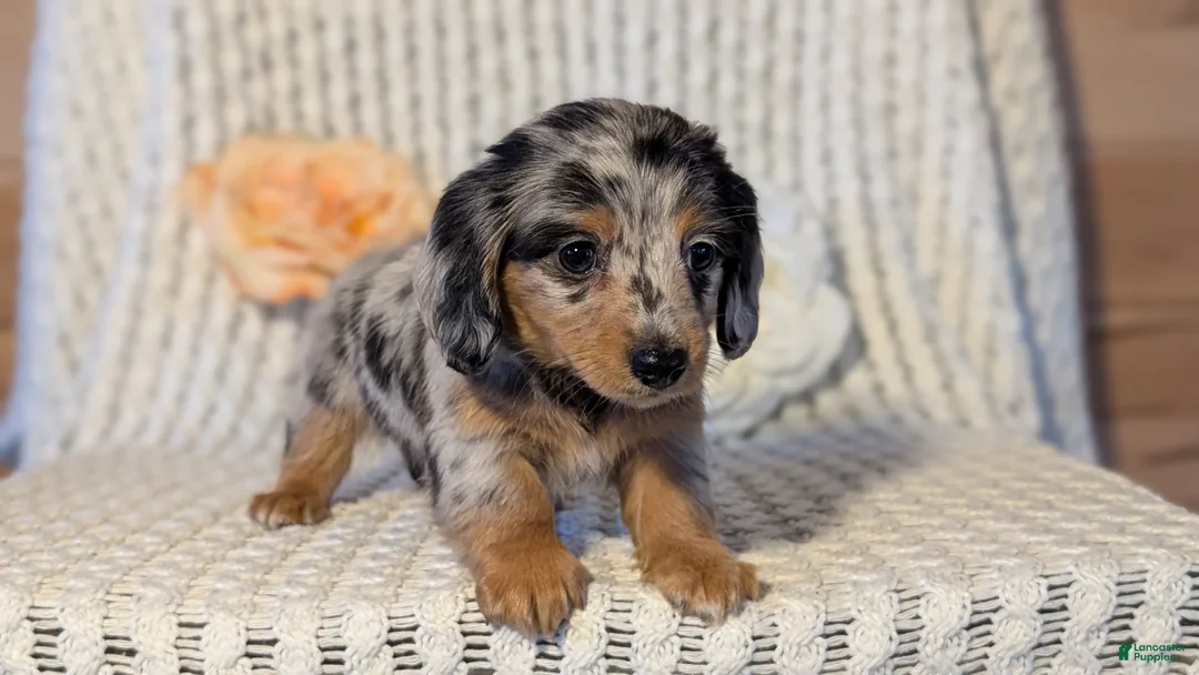 Miniature Dachshund dogs for sale: Lyla - Ad 3