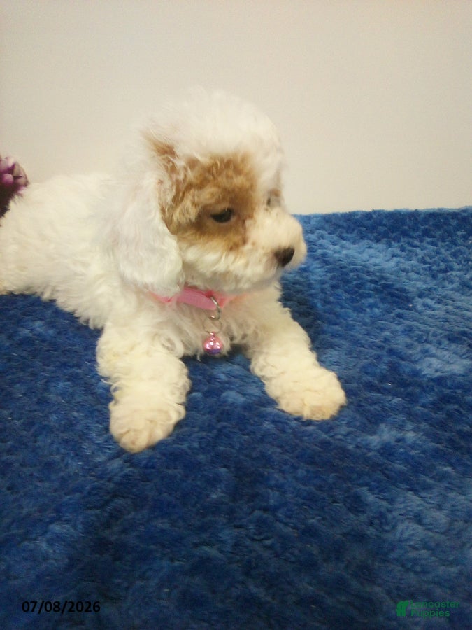 Toy Poodle dogs Wanda - Ad 2