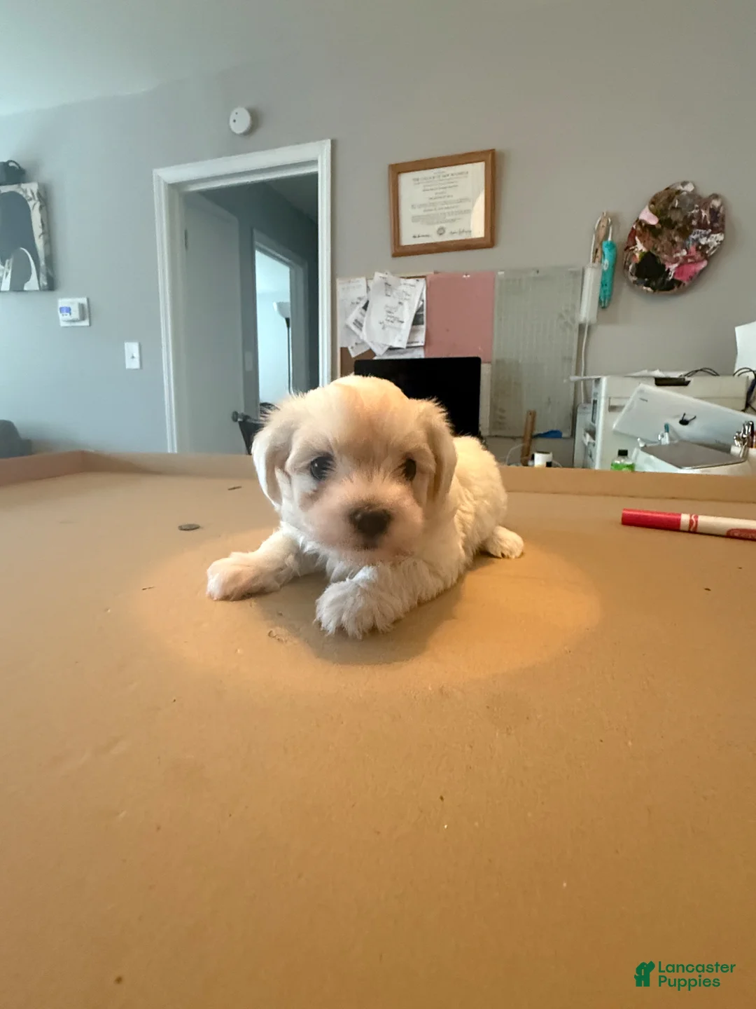 Maltese dogs for sale: Maltese Puppy 2 - Ad 2