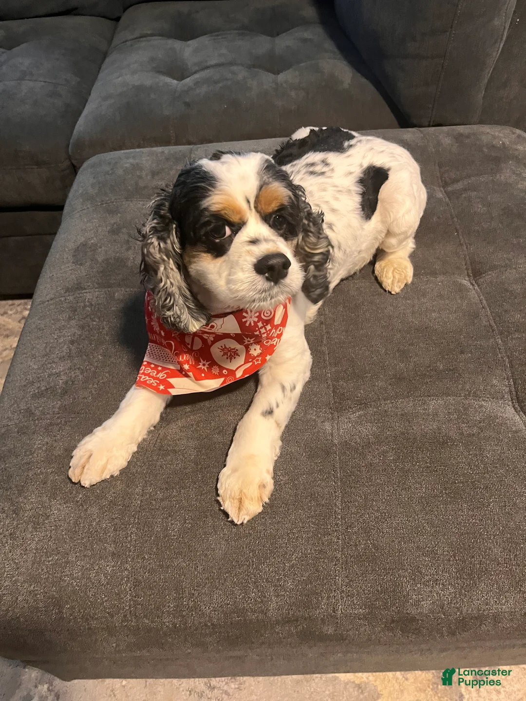 Cocker Spaniel dogs for sale: Cocker Spaniel Puppy 4 - Ad 2