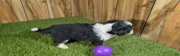 Mini Aussiedoodle dogs for sale: Sunset Girl 4 - Ad 2