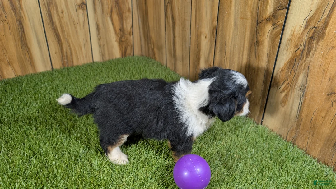 Mini Aussiedoodle dogs for sale: Sunset Girl 4 - Ad 2
