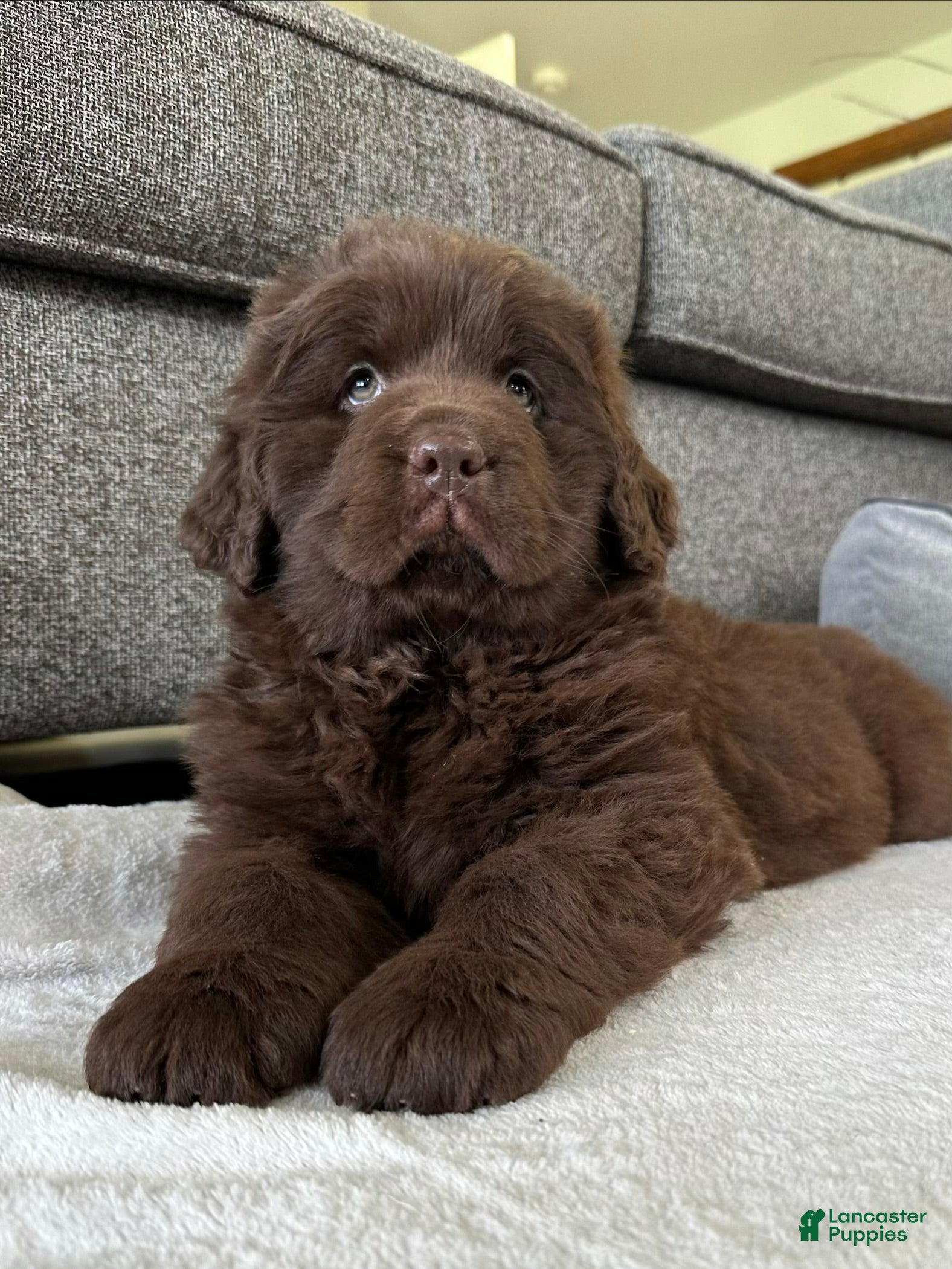 Newfoundland dogs “ Coco Chanel” OFA, CH, AKC - Ad 1