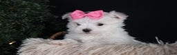 Maltese dogs for sale: ABBEY - Ad 17